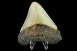 Bargain, 3.12" Fossil Megalodon Tooth - North Carolina - #131614-1